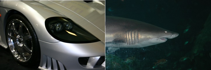 Shark and Car