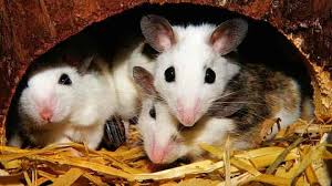 Mice in nest